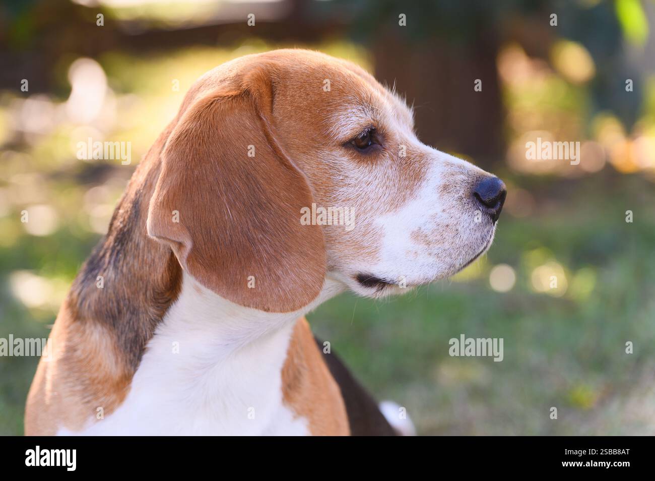 Primo piano della testa del beagle all'aperto. Alberi e ombre sono sullo sfondo. Foto Stock