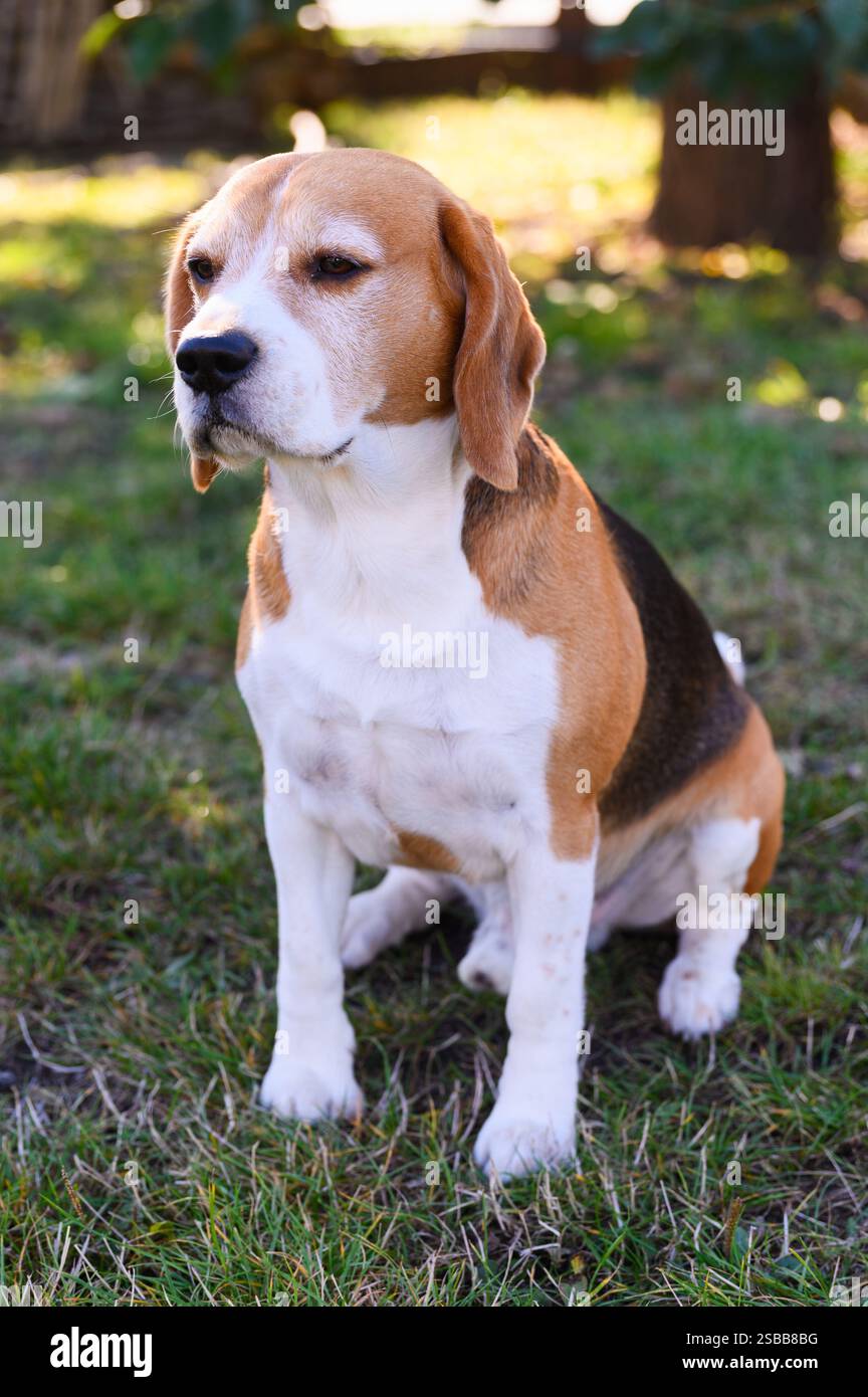 Un beagle con pelliccia bianca, marrone e nera si trova sull'erba e guarda di lato. Alberi e ombre sono sullo sfondo. Foto Stock