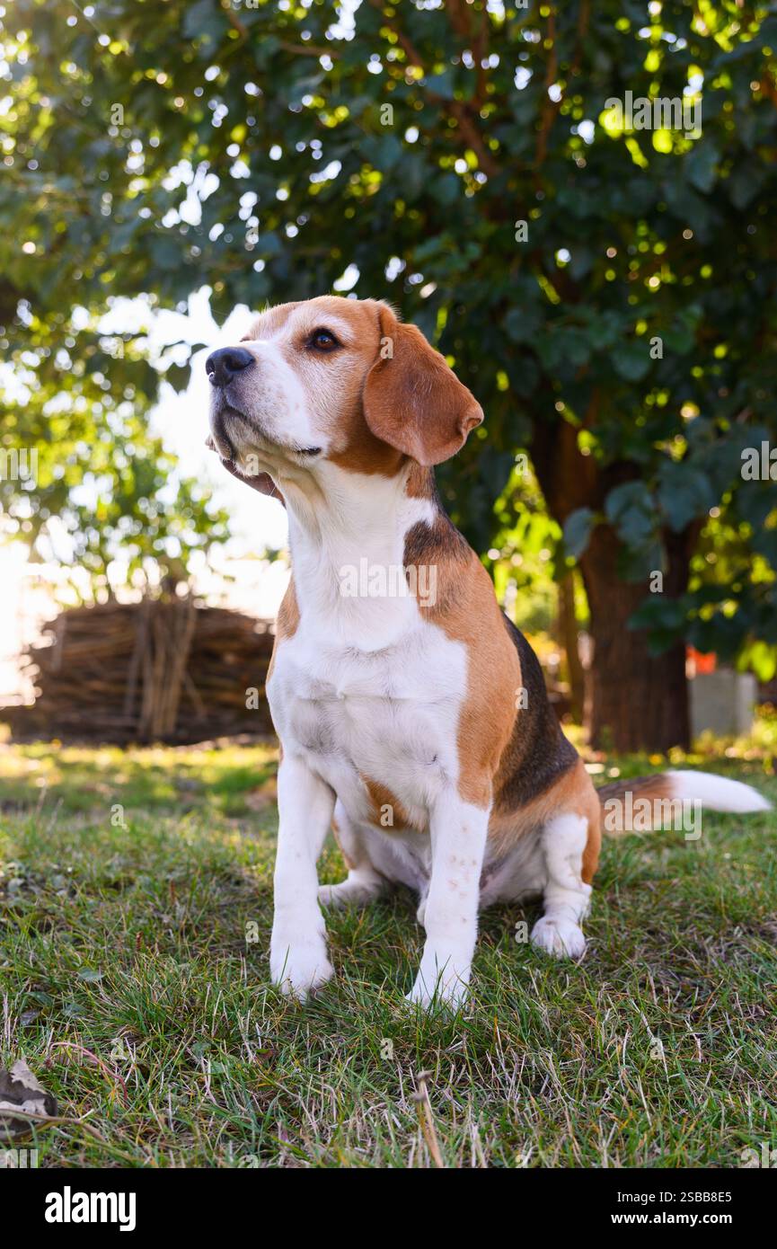 Un beagle con pelliccia bianca, marrone e nera si trova sull'erba alla luce del sole. Alberi verdi ed elementi di legno sono sullo sfondo. Foto Stock
