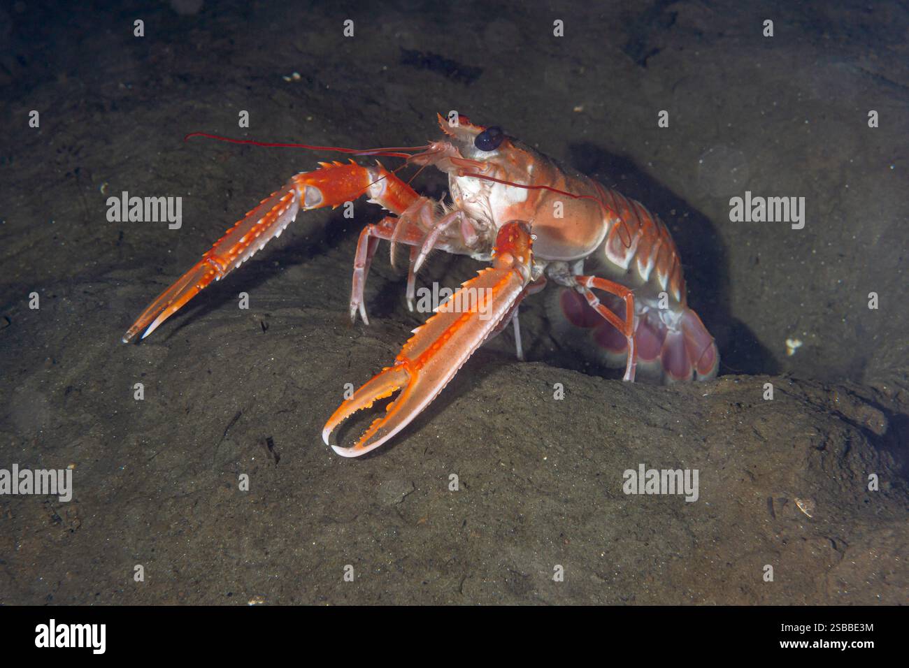 Scampi a 30 metri sul fondale marino di Loch Fyne, Scozia. Questi crostacei vivono nelle loro tane, occasionalmente escono per difendere la loro casa. Foto Stock