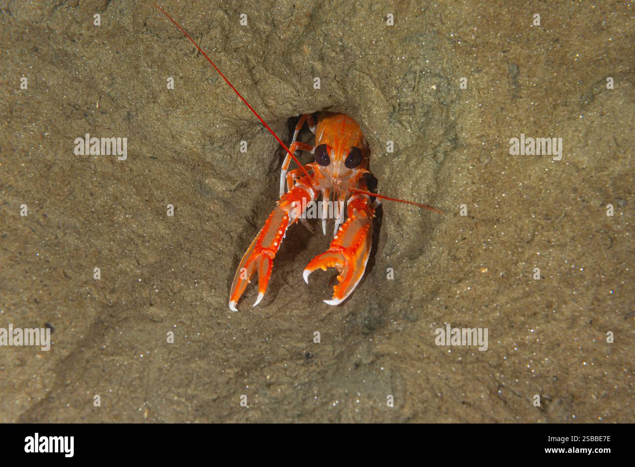 Scampi a 30 metri sul fondale marino di Loch Fyne, Scozia. Questi crostacei vivono nelle loro tane, occasionalmente escono per difendere la loro casa. Foto Stock