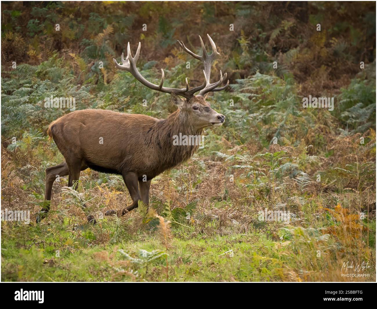 Red Deer Foto Stock