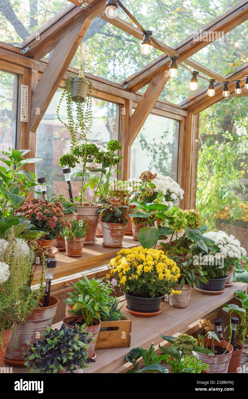 Vasi con fiori e piante in piedi sugli scaffali all'interno della serra sullo sfondo soleggiato del giardino. Vegetazione naturale, elementi del giardino e pianta in vaso Foto Stock