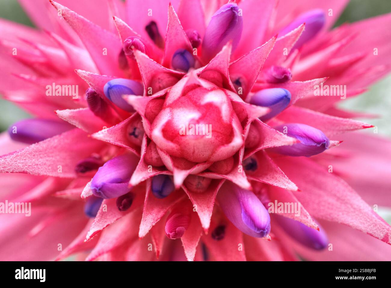 Fiori rosa e viola, fiori della Florida. Foto Stock