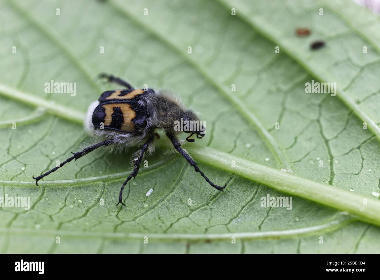 Coleottero su una foglia Foto Stock