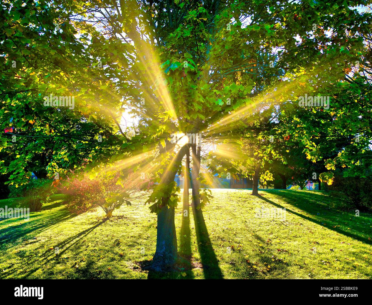Sunburst Tree Foto Stock
