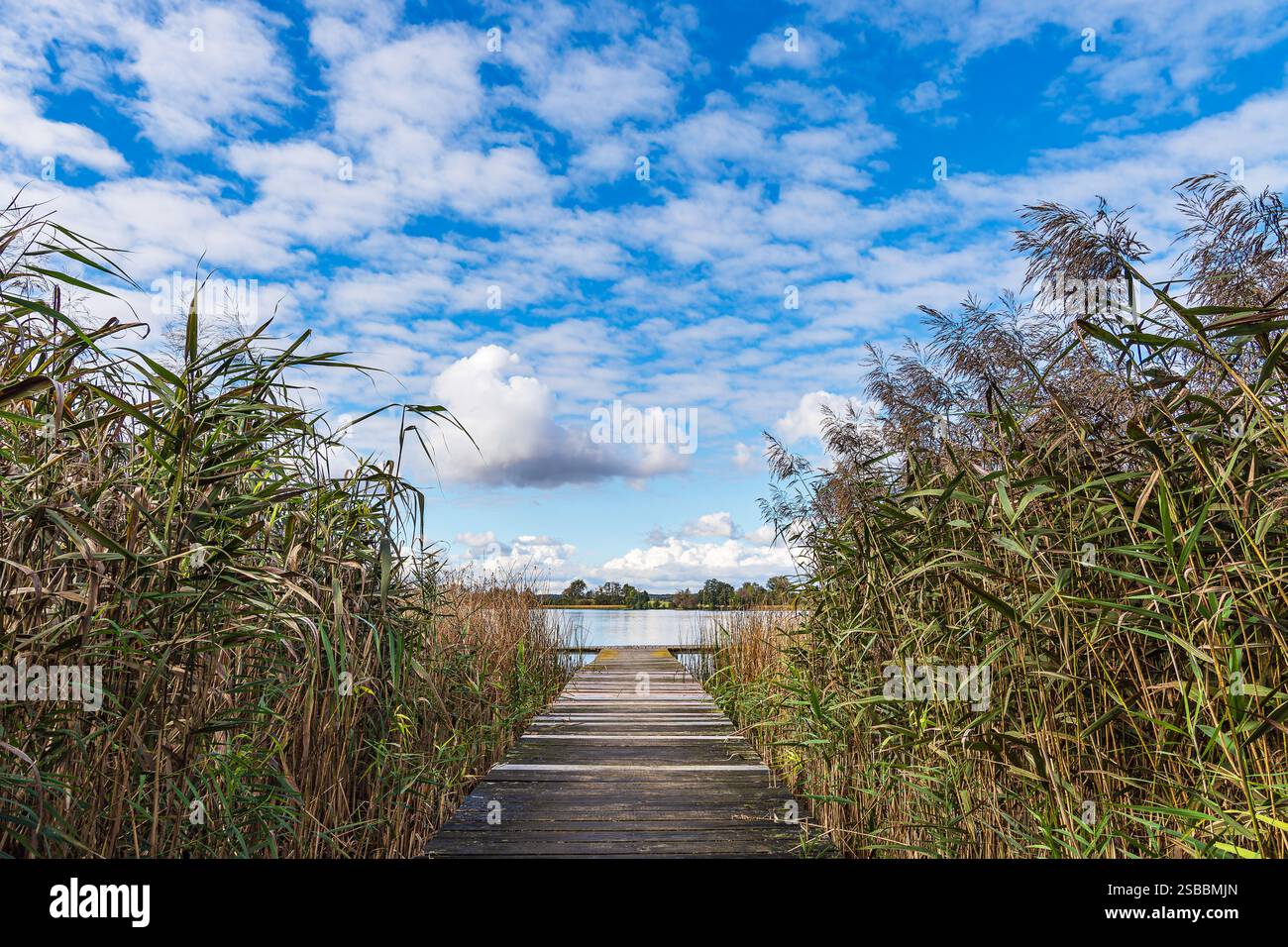Passerella e canne sul lago di Cracovia nel villaggio di Serrahn, Germania. Foto Stock Passerella e canne sul lago di Cracovia nel villaggio di Serrahn, Germania. Foto Stock