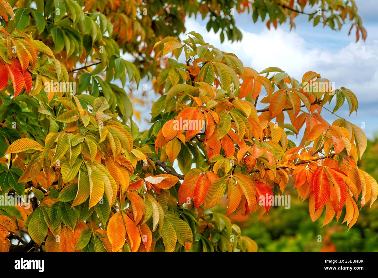 Colori autunnali, gialli dorati e rossi su un albero a Quebec City, Canada. Foto Stock