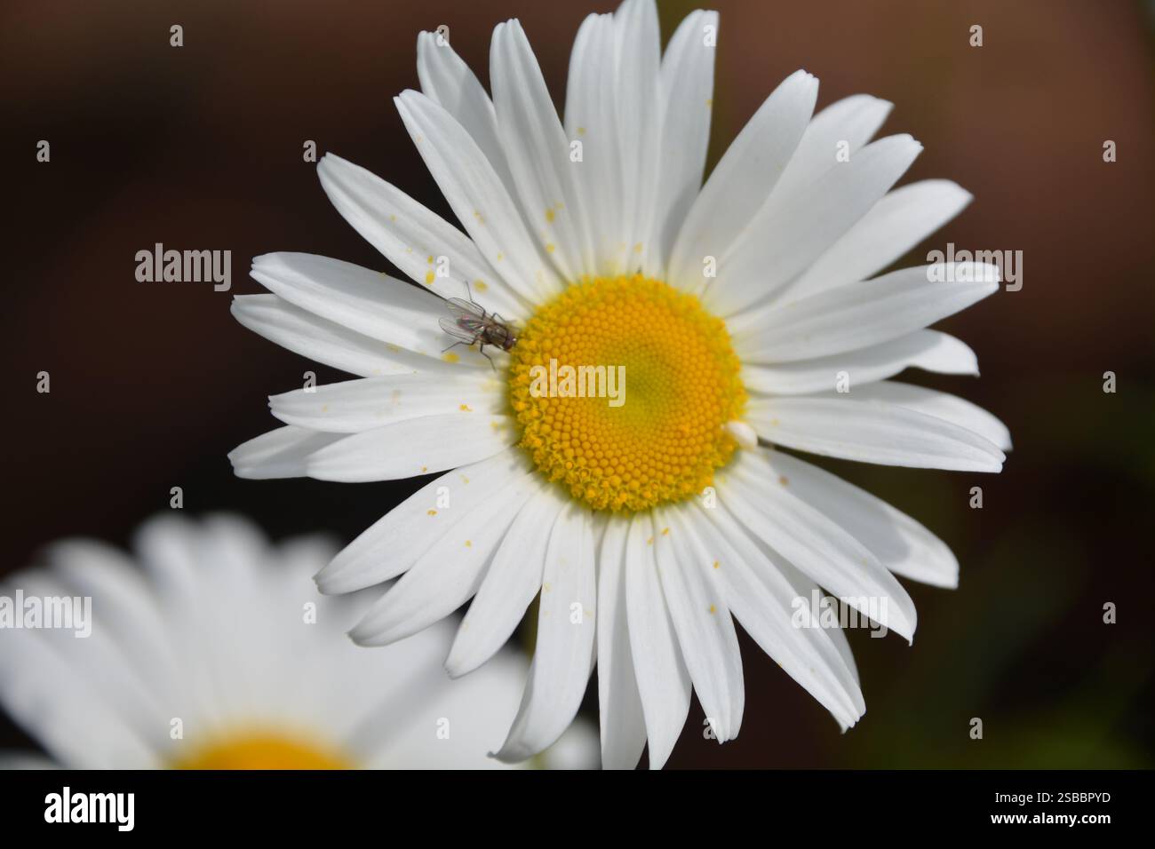 Una mosca poggia su una singola margherita bianca brillante al sole estivo. Foto Stock