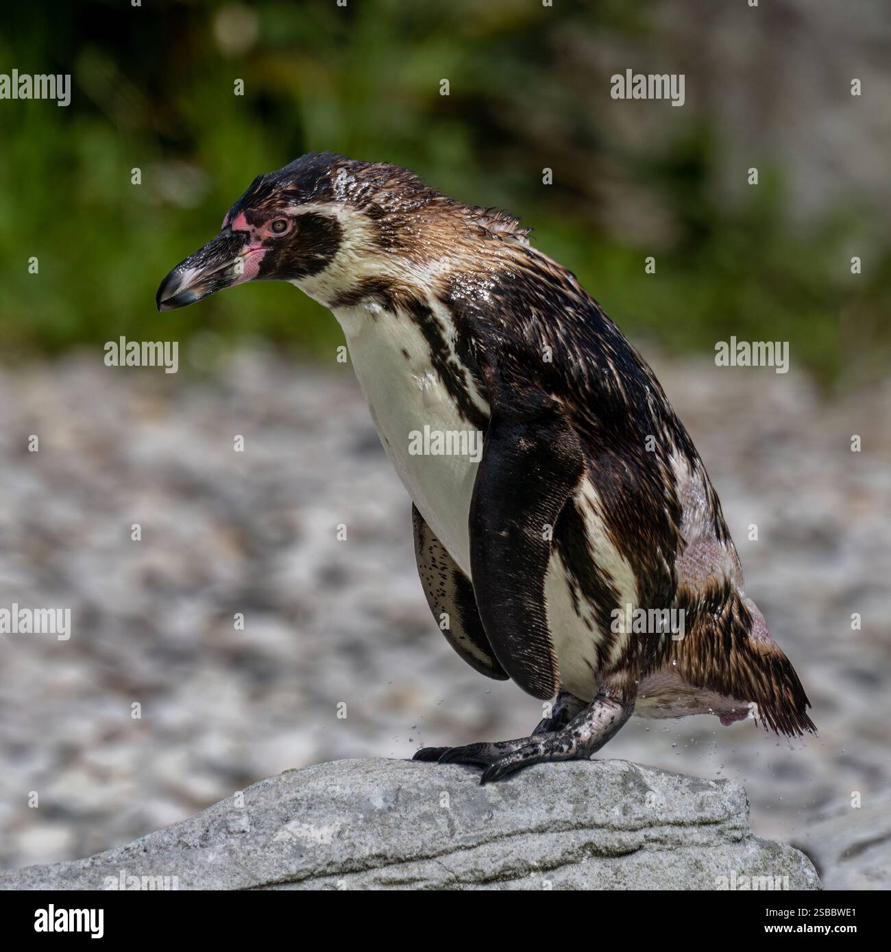 Pinguini Humboldt Foto Stock