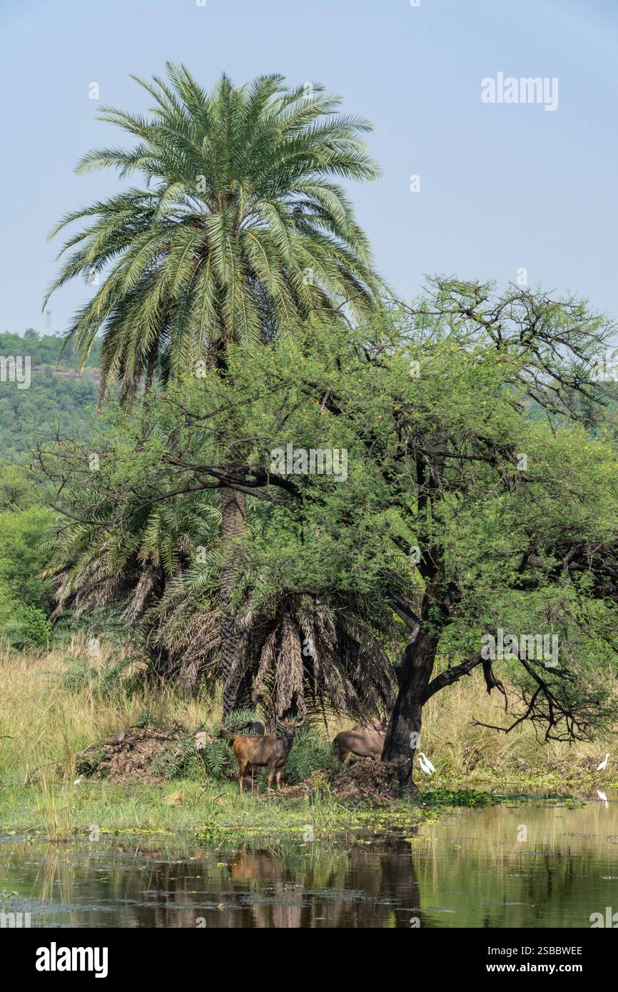 Tranquillo paesaggio con palme e alberi di acacia vicino a un tranquillo corpo d'acqua nel Parco Nazionale Van Vihar a Bhopal Foto Stock