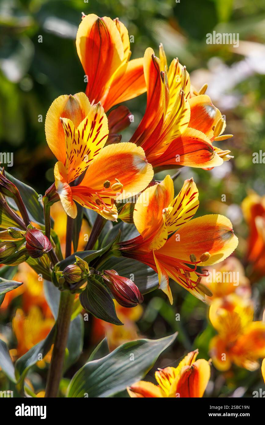 Fiore di Alstroemeria, giglio peruviano o Giglio degli Incas, Galles, Regno Unito Foto Stock