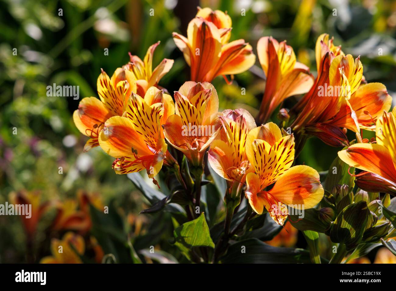 Fiore di Alstroemeria, giglio peruviano o Giglio degli Incas, Galles, Regno Unito Foto Stock