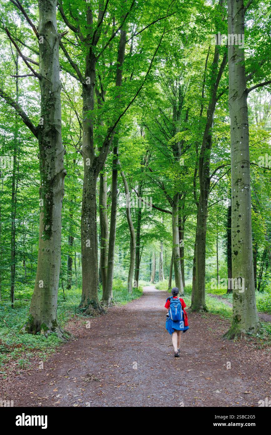 Escursioni nella foresta, Havre Woods, a Bois d'Havre vicino a Mons, Hainaut, Belgio Foto Stock