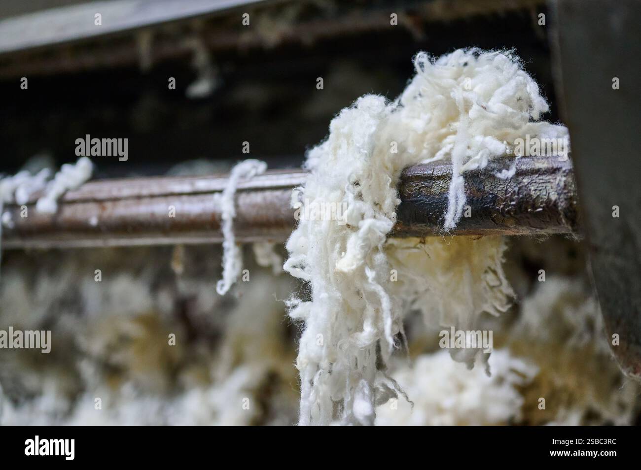 La lana di pecora raccolta per la produzione di feltro mostra la consistenza della materia prima e il potenziale per usi creativi Foto Stock