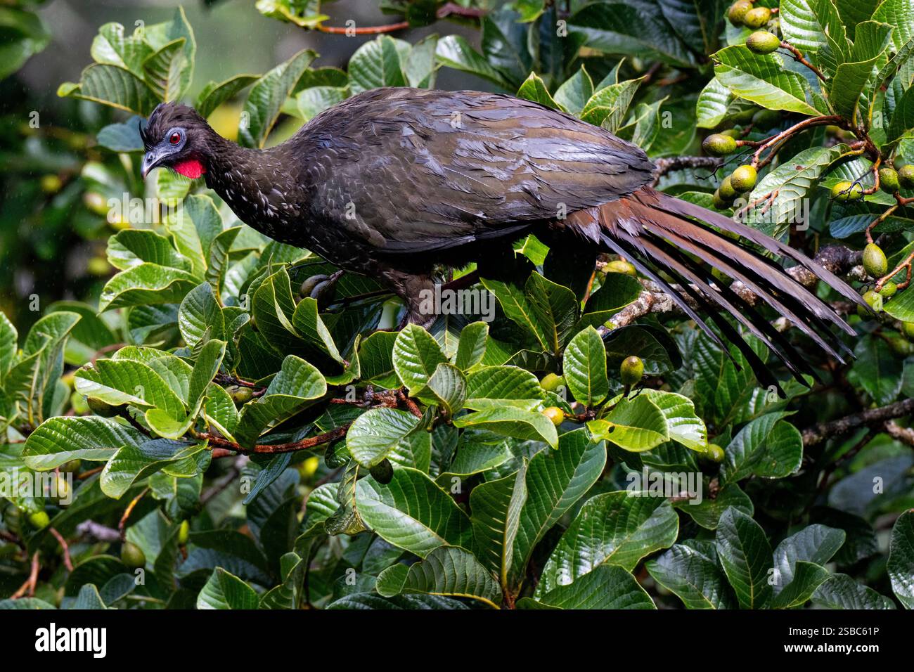 Costa Rica, Monteverde, Curi - riserva Cancha. Guan crestato (Penelope purpurascens) vicino a specie minacciate. Foto Stock