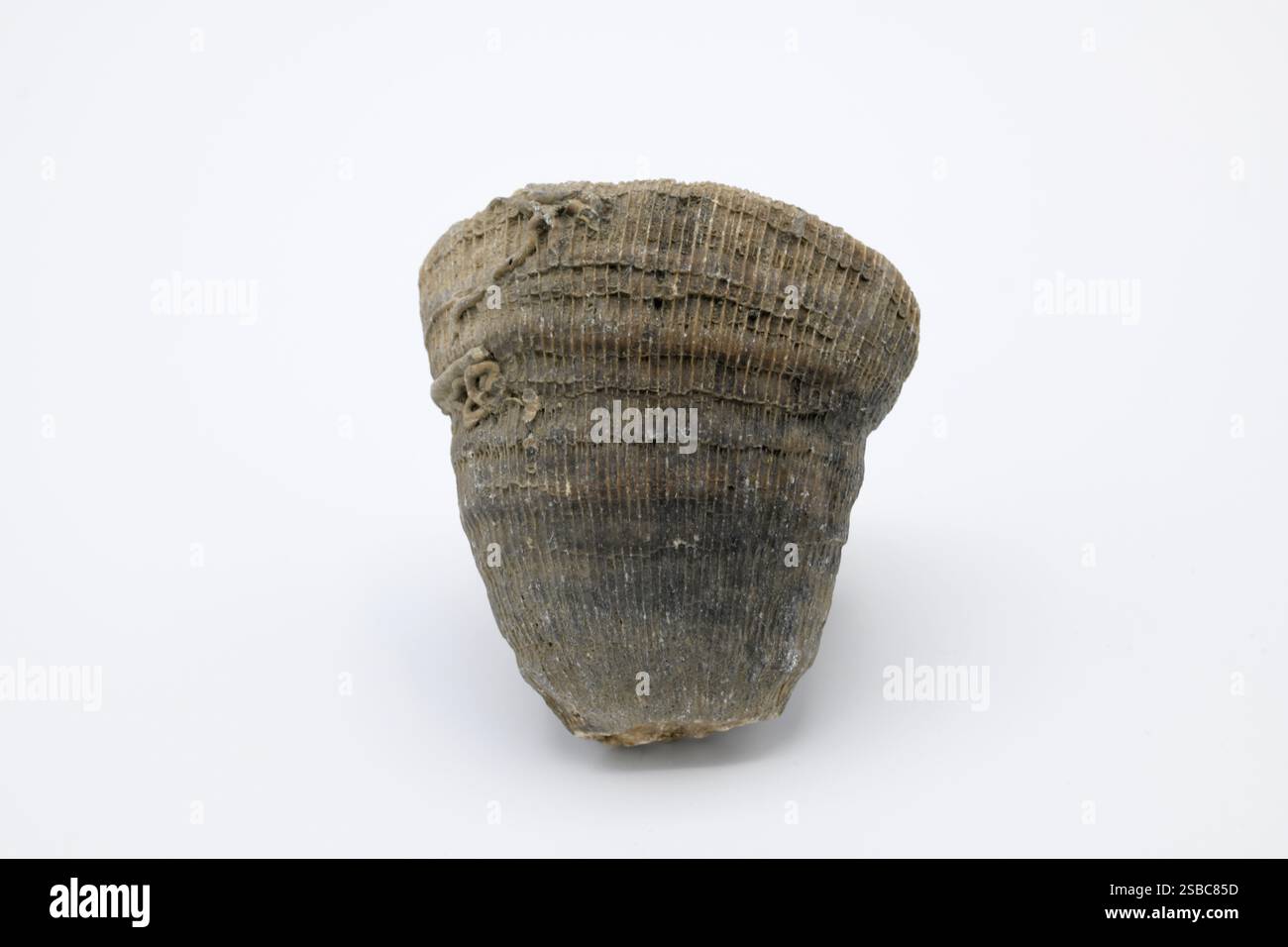 Aulosmilia archiaci è un fossile Anthozoa del Cretaceo, 115 milioni di anni fa. Questo esemplare proviene dalla Loira, in Francia. Foto Stock