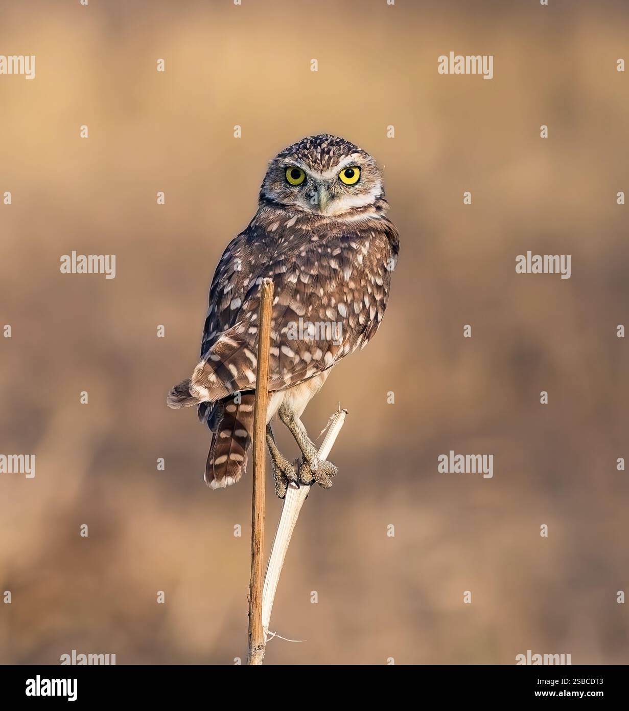 Un gufo scavatore che ha un contatto visivo con lo spettatore. Guardando dritto avanti, mentre riposa in cima a un pezzo di ramoscello all'interno di un campo aperto in Colorado. Foto Stock