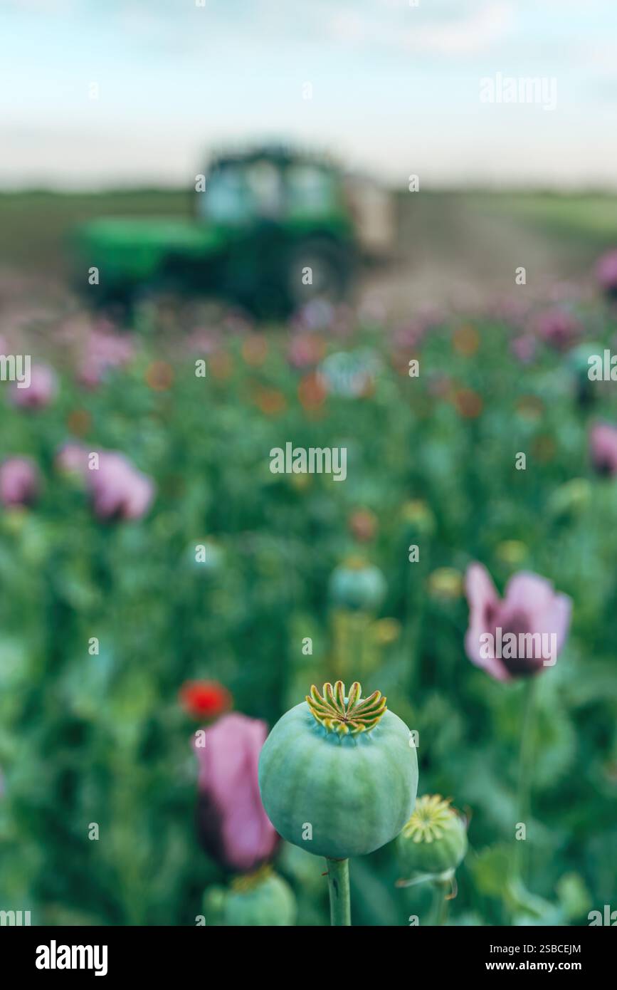 Capsula verde acuta di papavero da oppio (Papaver somniferum) sul campo, trattore che passa sullo sfondo, messa a fuoco selettiva Foto Stock
