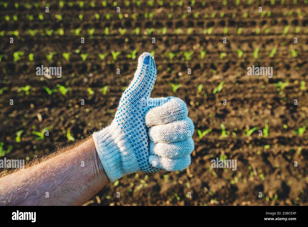 Agricoltore soddisfatto nel campo del mais, primo piano di mani maschili con guanti protettivi e pollice gestuale verso l'alto, messa a fuoco selettiva Foto Stock