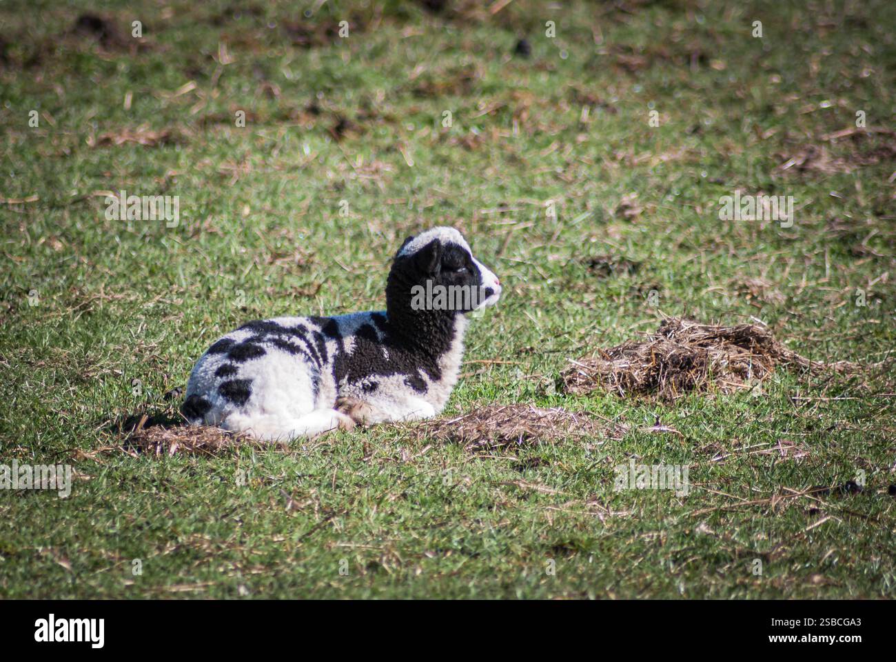 Un'immagine HDR dell'agnello primaverile che si gode il sole primaverile nelle valli dello Yorkshire, in Inghilterra. Foto Stock