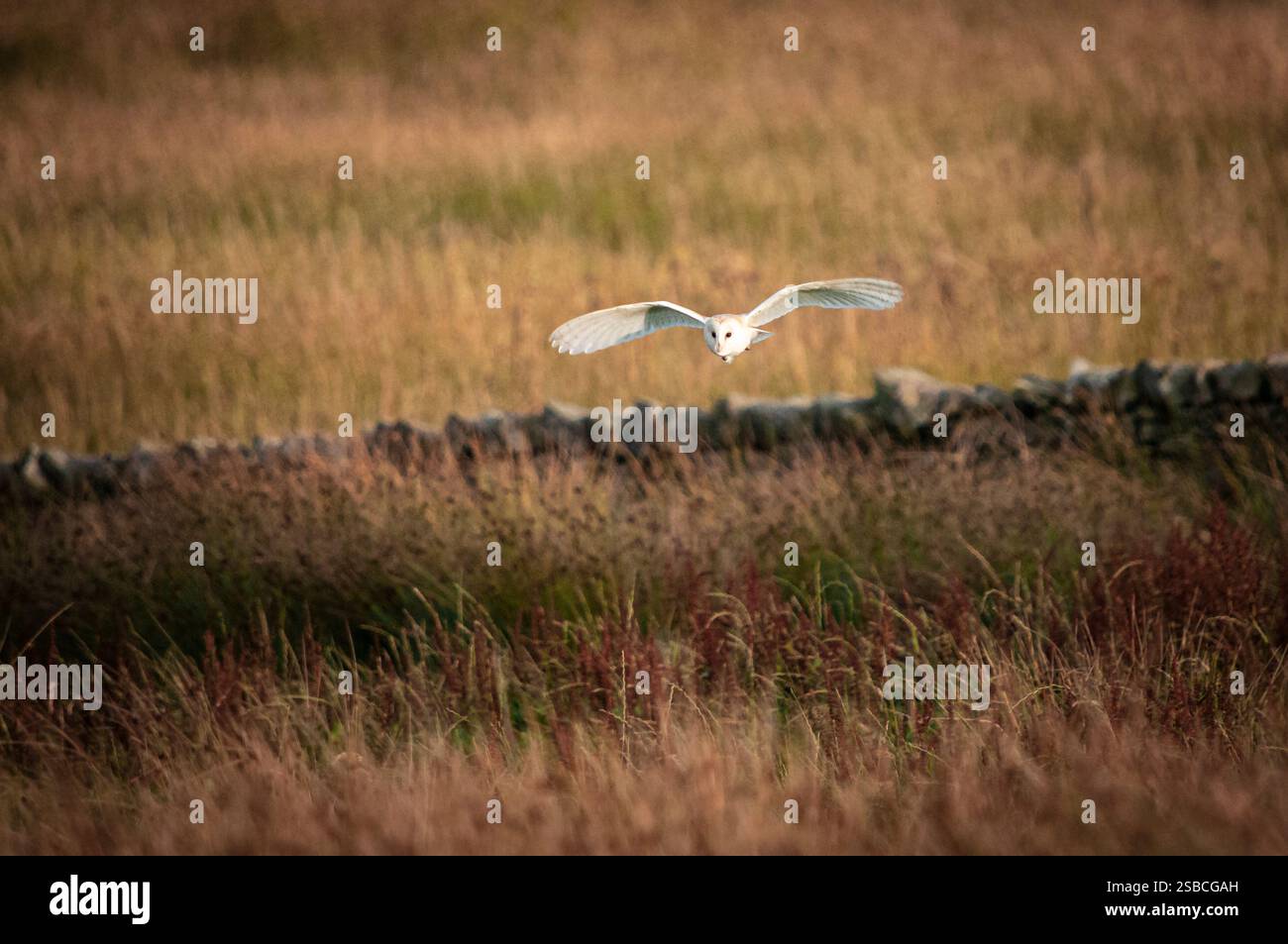 Un'immagine autunnale HDR di un Barn Owl occidentale, Tyto alba, che si trova in un campo in cerca di cibo. Inghilterra settentrionale. 4 settembre 2013 Foto Stock