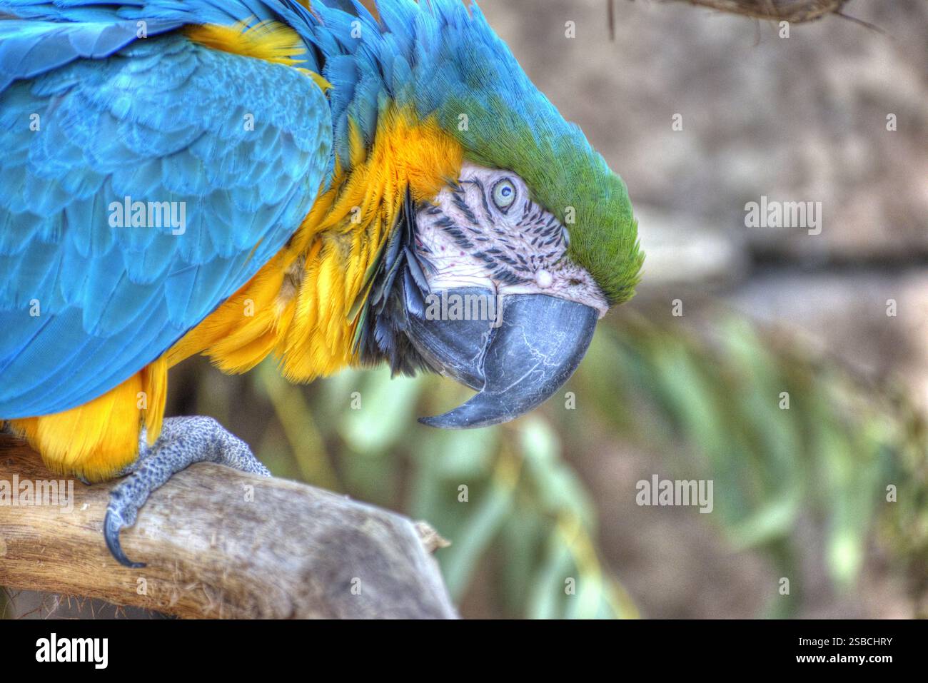 Tropical Blue e Yellow Macaw Parrot Foto Stock