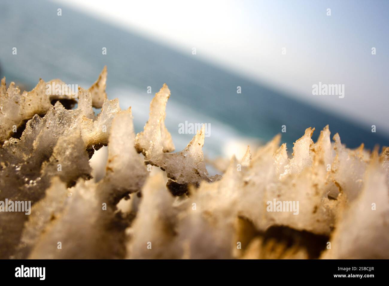 Un macro primo piano di formazioni saline nitide e cristalline sulle rive del Mar morto, che mostrano dettagli intricati dell'arte della natura. Foto Stock