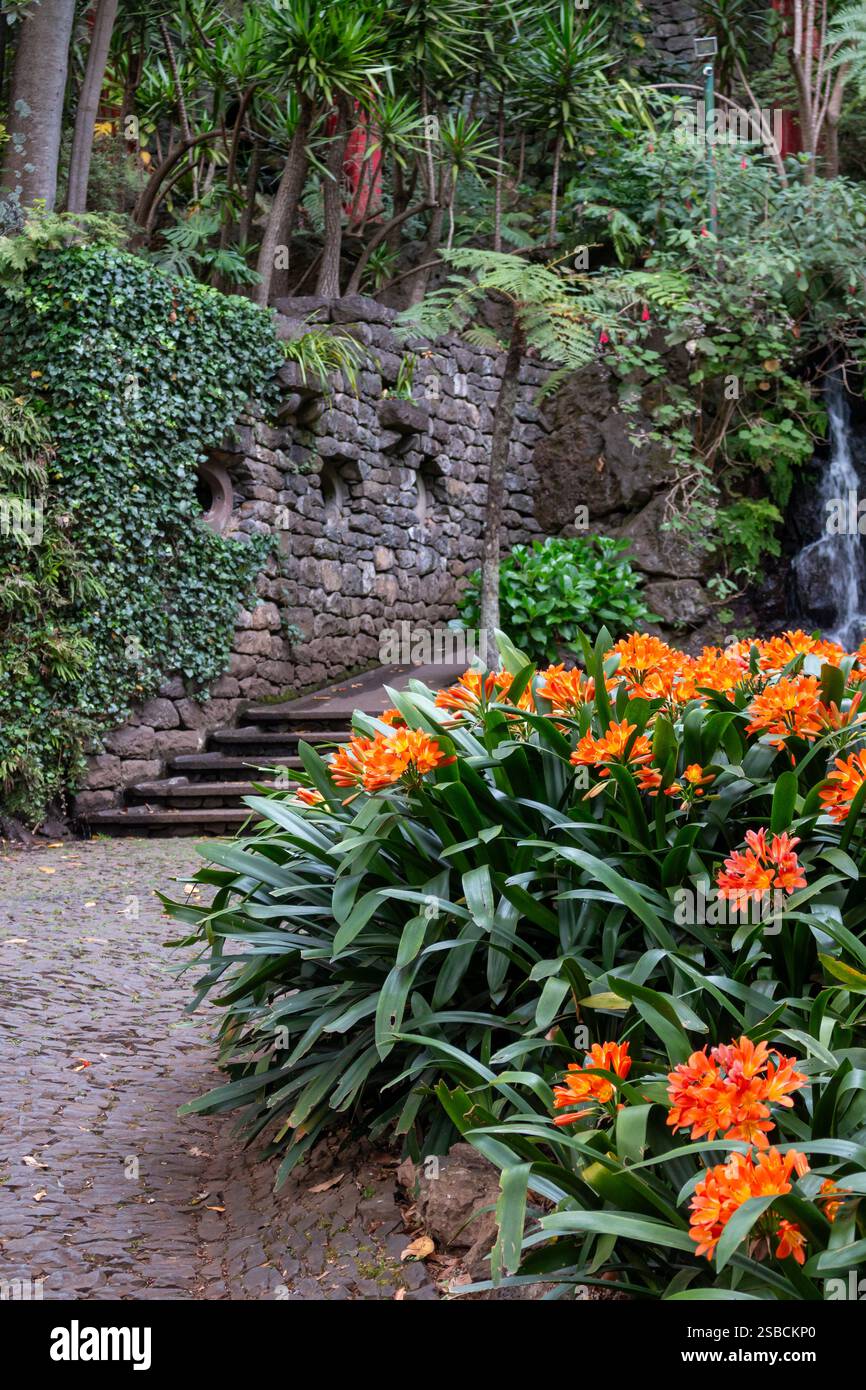 Clivia in fiore in un letto di fiori. Mazzi di fiori di colore arancione brillante. Scale di pietra sullo sfondo. Giardino botanico tropicale Monte, Funchal, Madeira, Foto Stock