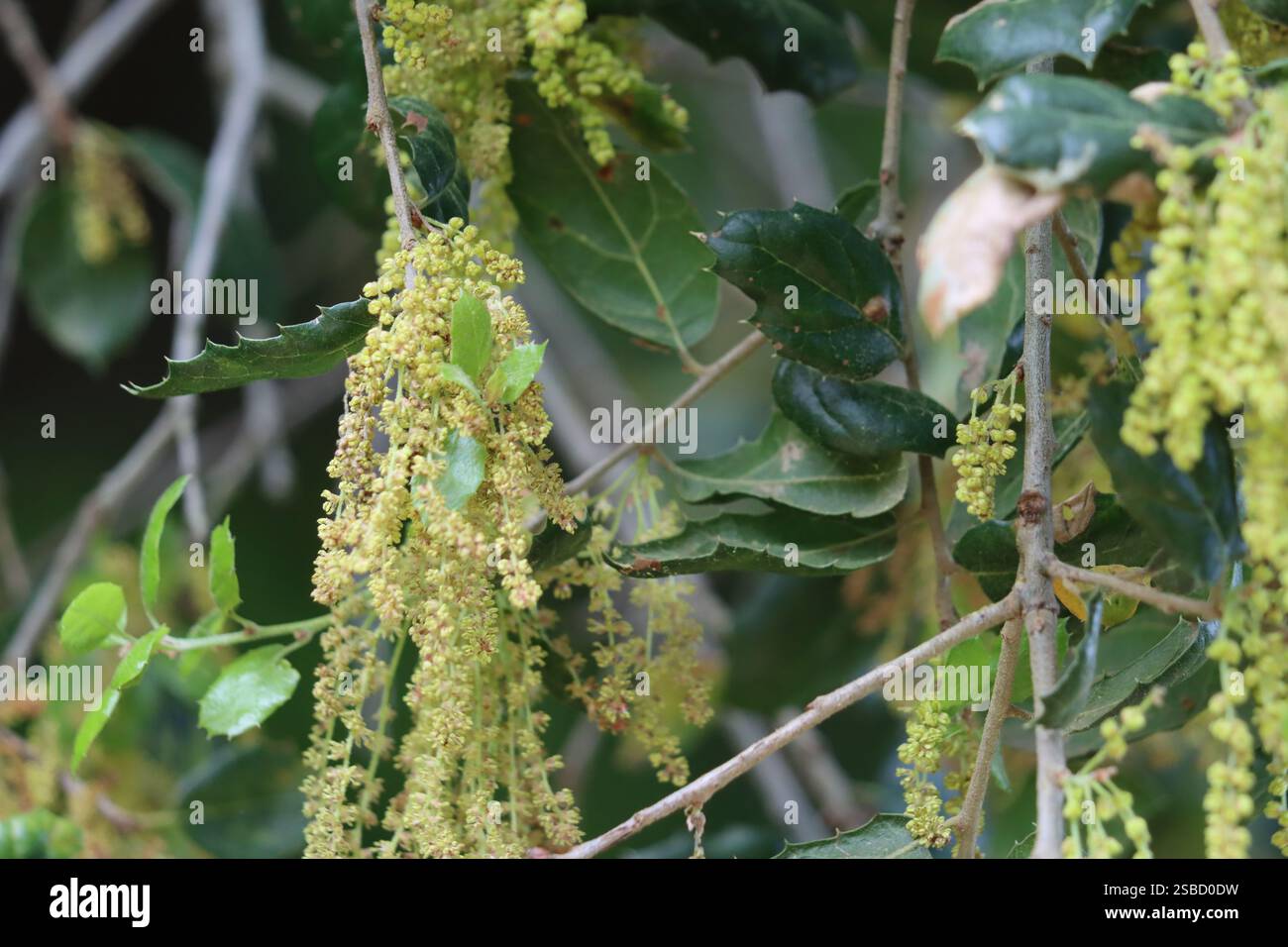 Quercus Agrifolia Variety Agrifolia, un albero autoctono magnetico che mostra i gatti staminati cimosi durante la primavera nelle montagne di Santa Monica. Foto Stock