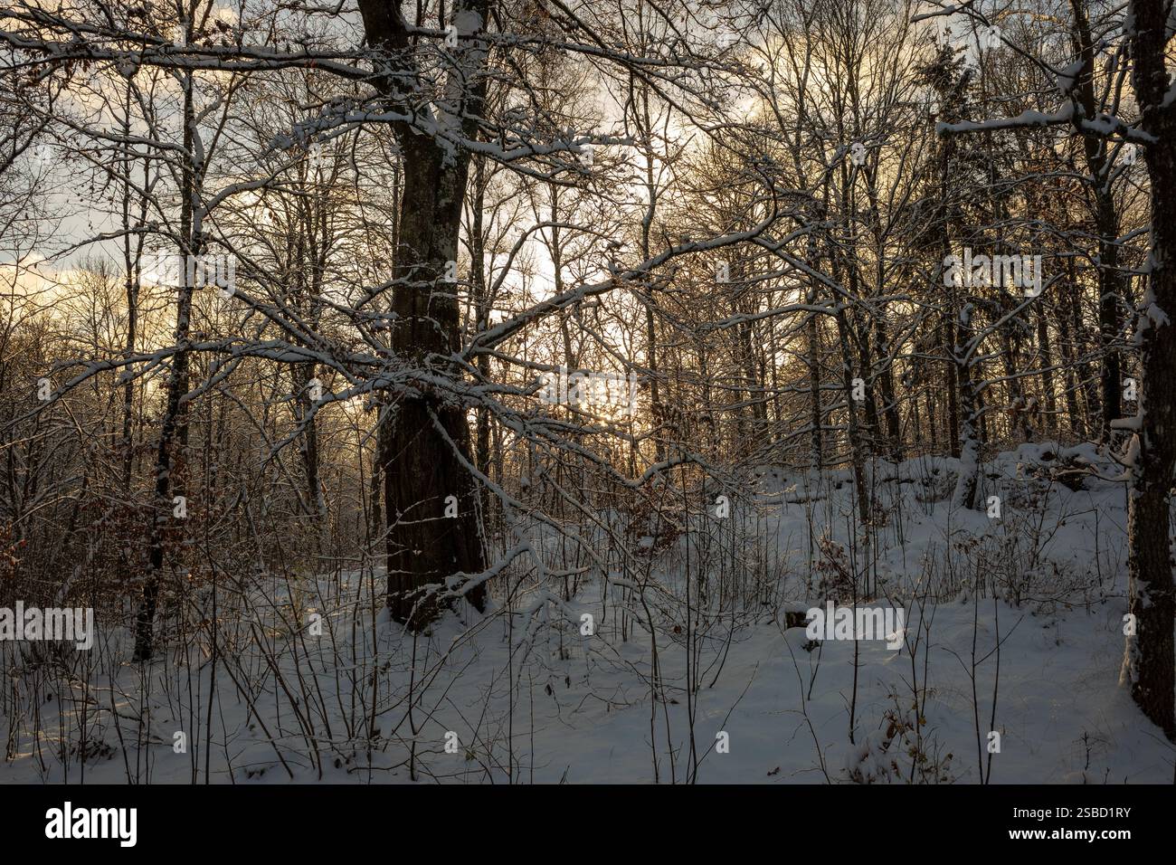 Una tranquilla foresta invernale in Svezia, i suoi alberi ricoperti di neve fresca, risplende sotto le calde sfumature del sole che tramonta, gettando lunghe ombre e un dorato Foto Stock