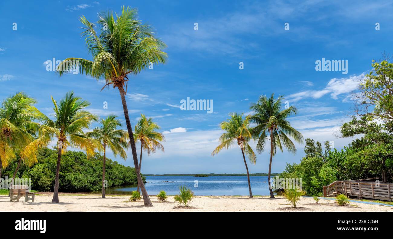 Spiaggia soleggiata con palme da cocco e mare tropicale sulla spiaggia di Key Largo, Florida. Foto Stock
