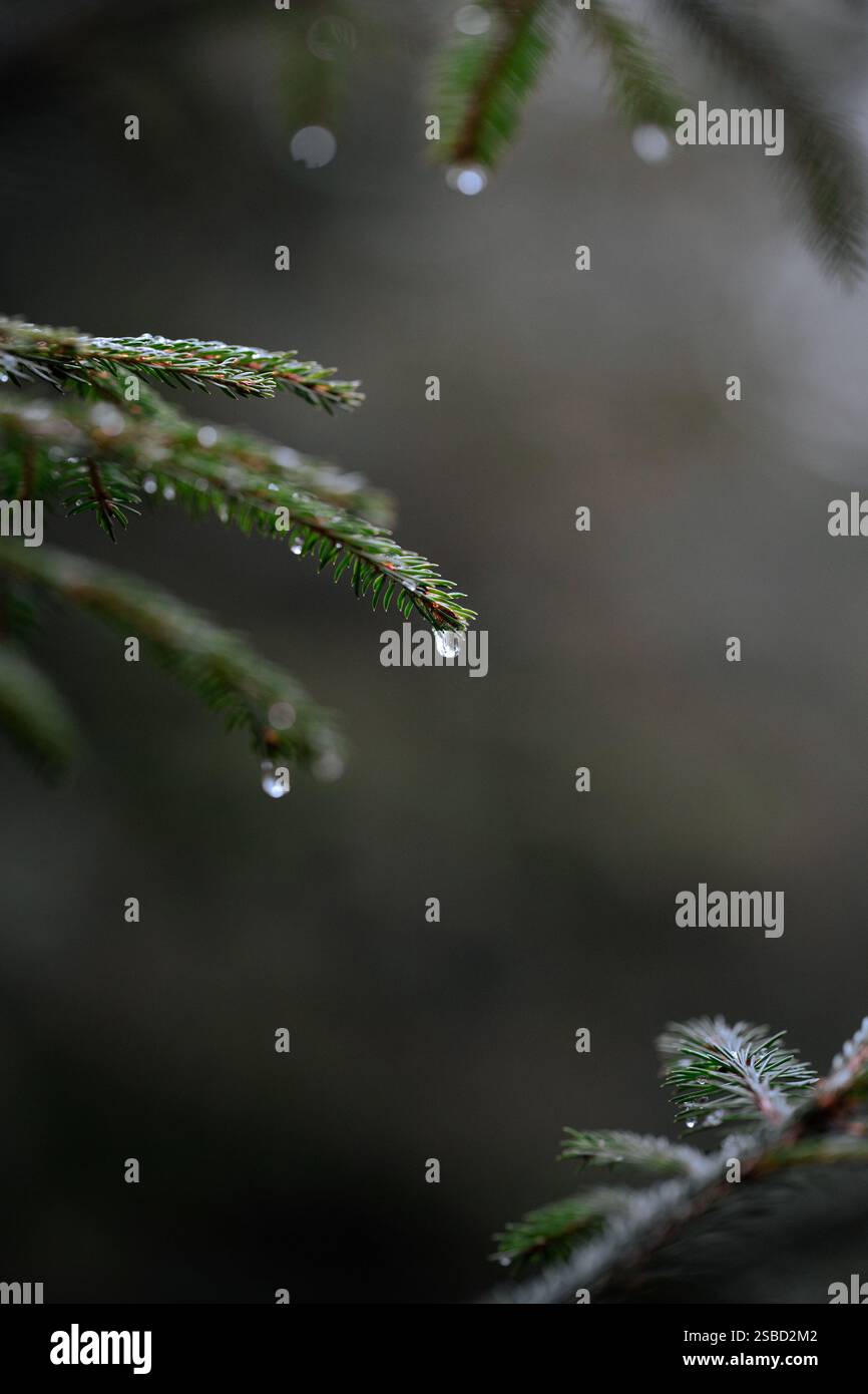Una goccia d'acqua sospesa sugli aghi di abete rosso Foto Stock