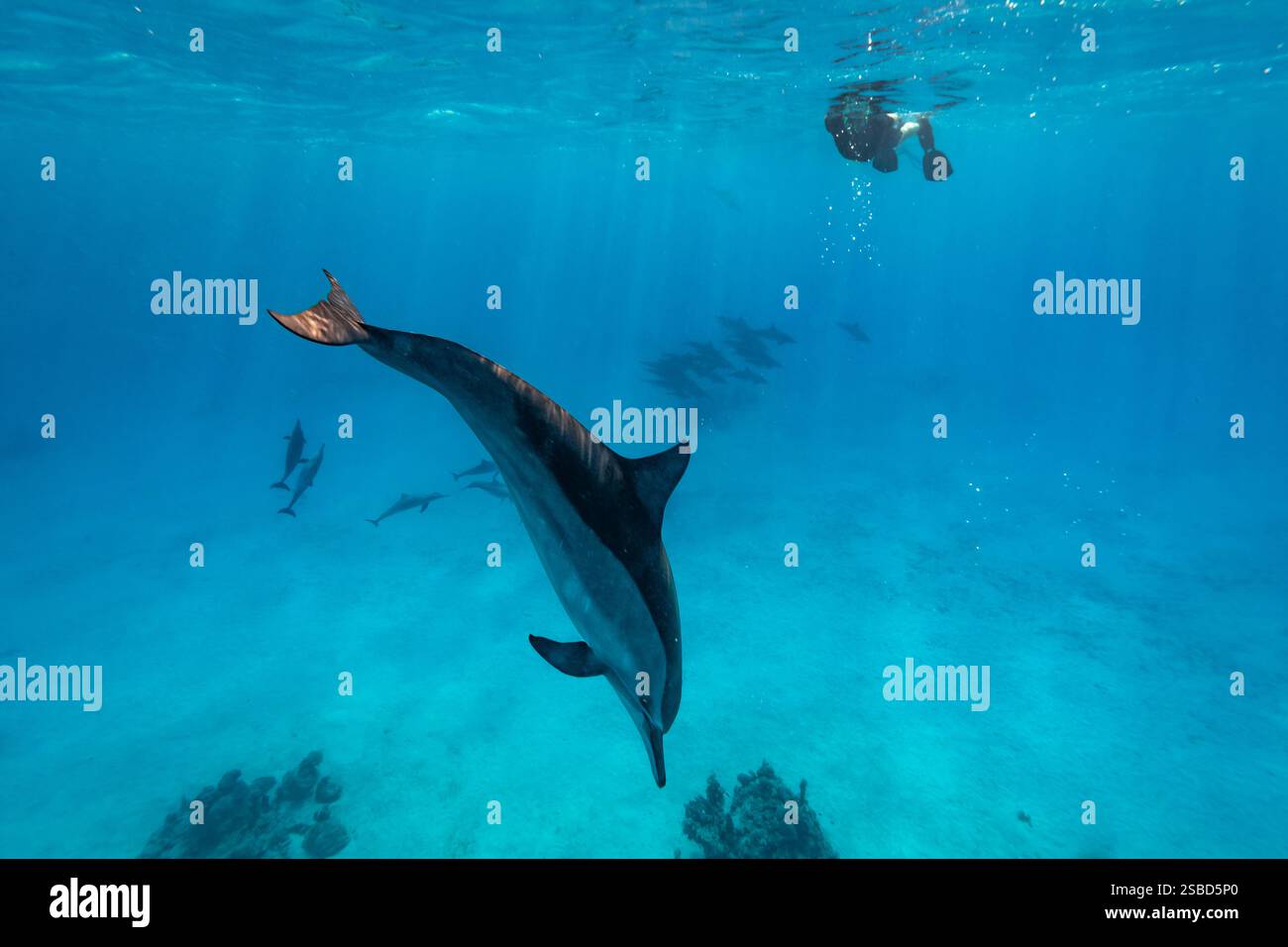 Gli amanti dello snorkeling nuotano con i delfini selvatici nelle acque cristalline Foto Stock
