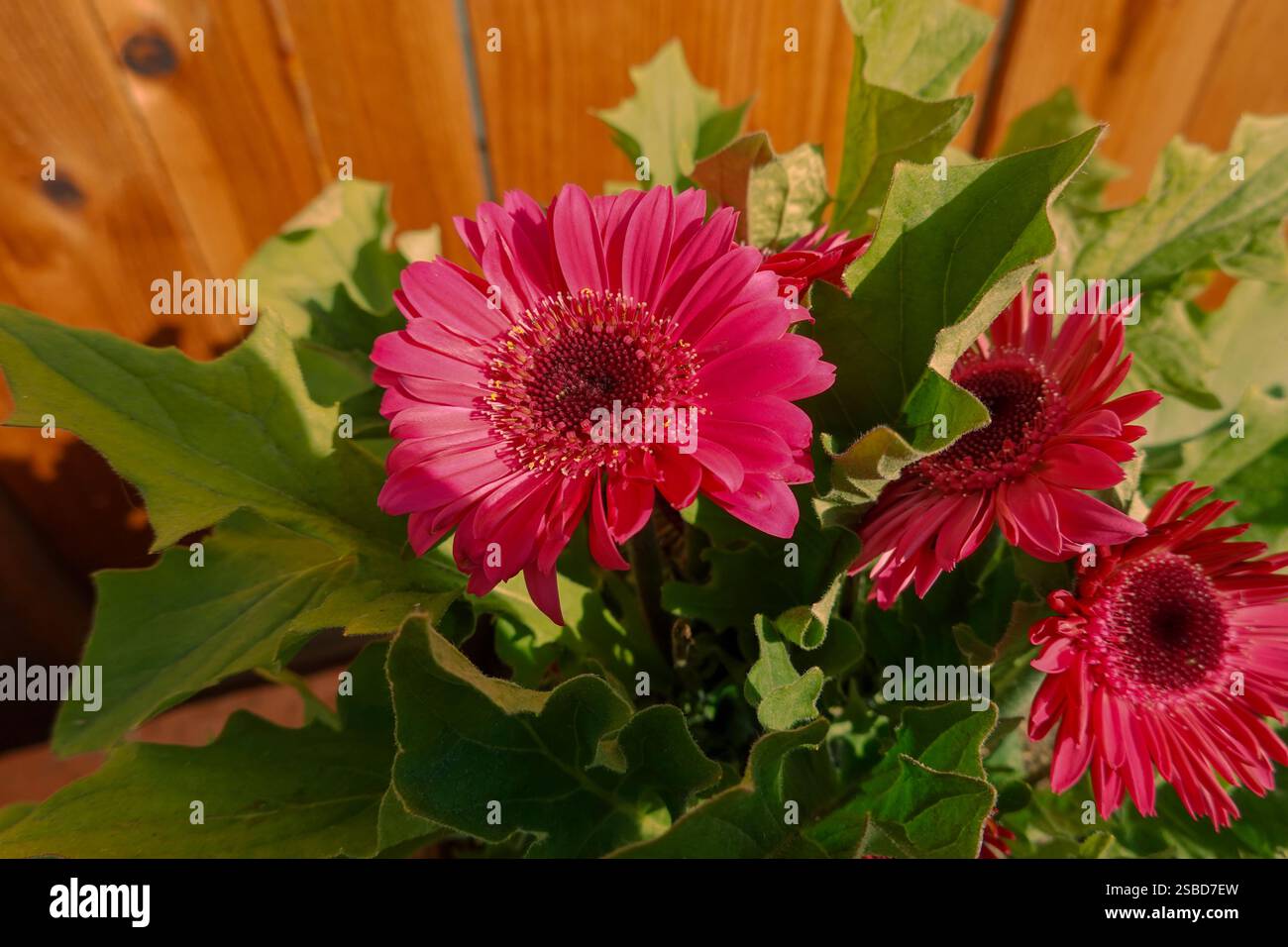 Gerbera rosa, fiore di margherita che cresce nel sud della California, Stati Uniti Foto Stock