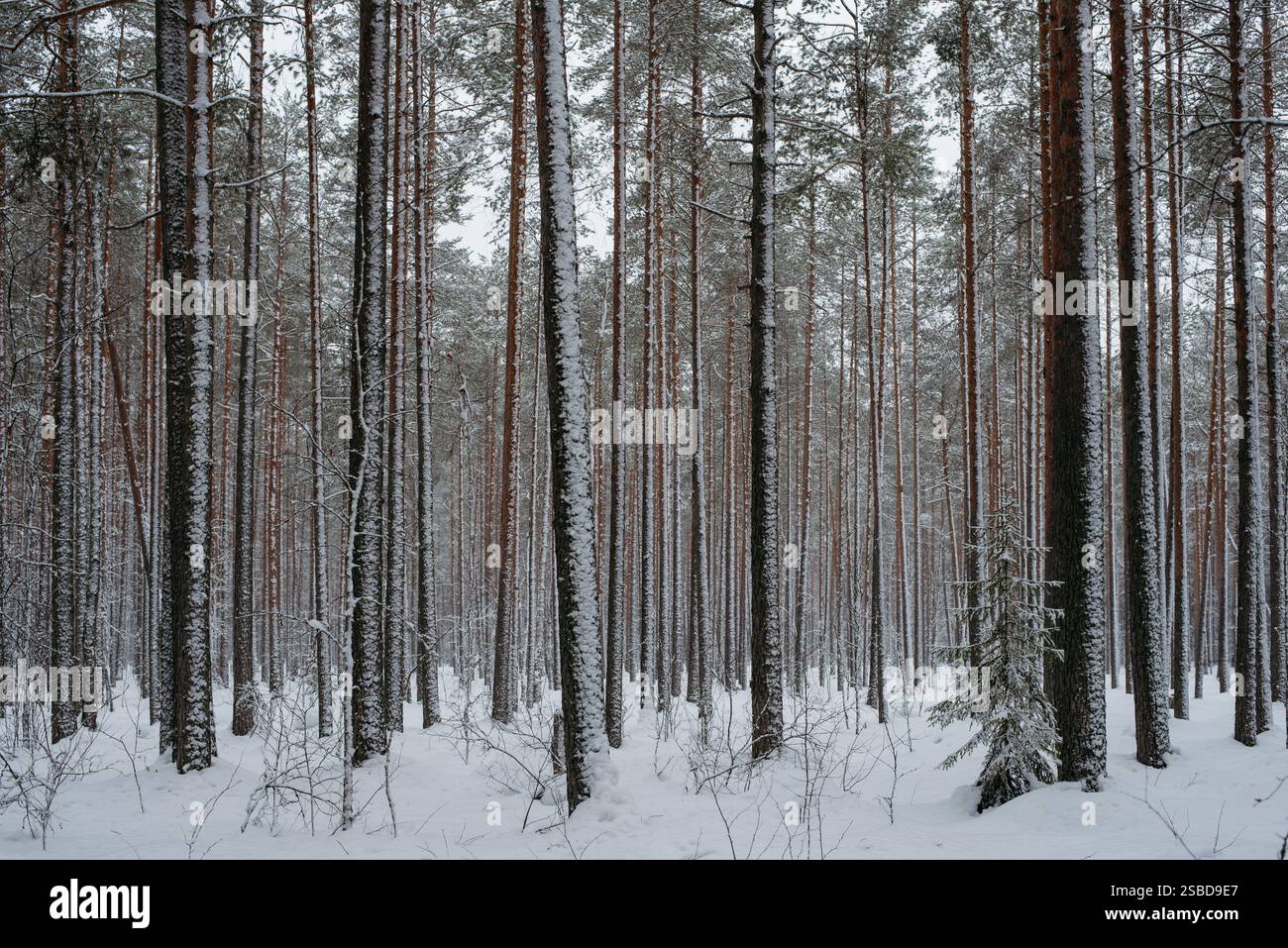 Foresta innevata invernale, con enormi ciaspole su abeti e pini Foto Stock