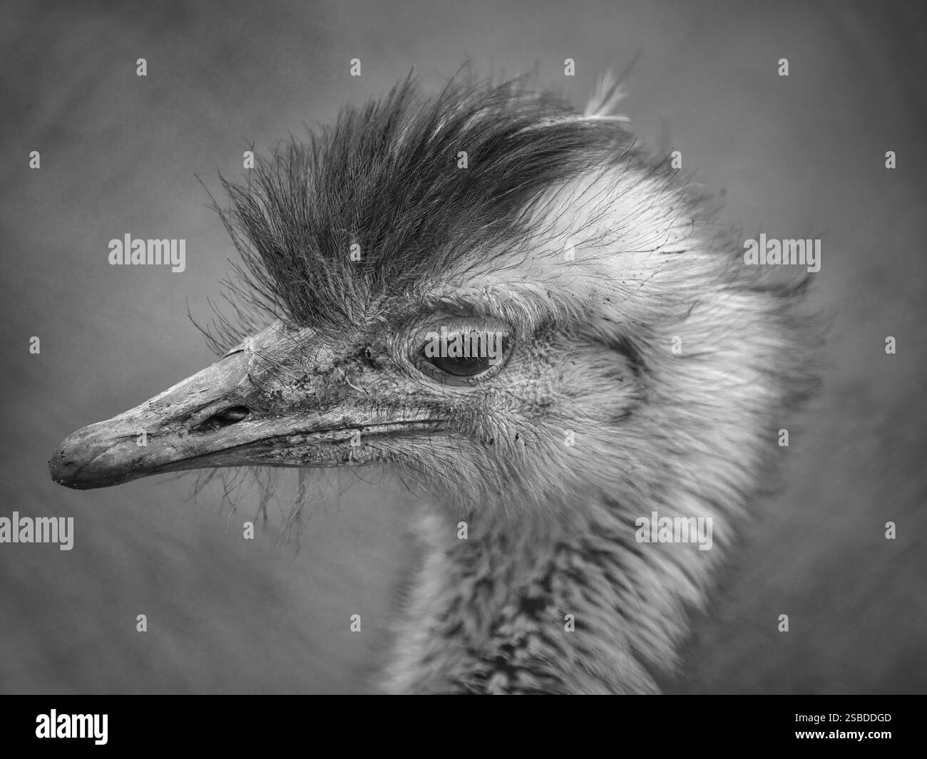 Primo piano in bianco e nero di uno struzzo, che mostra l'occhio espressivo, il becco testurizzato e le piume traballanti in un'immagine spettacolare della fauna selvatica Foto Stock