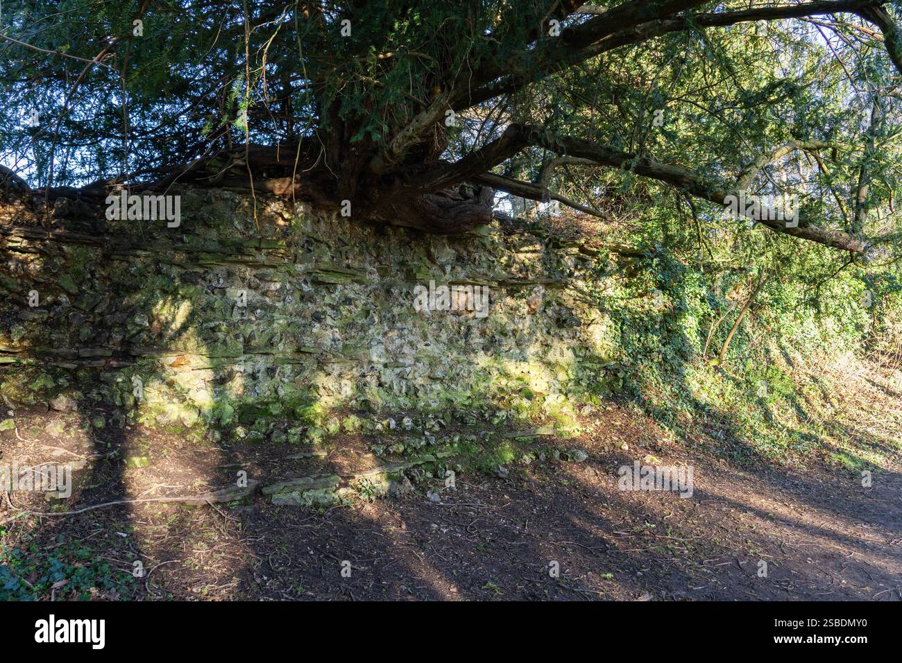 Un albero che cresce in cima a una sezione di mura romane rovinate che mostrano la pietra focaia e il nucleo di pietra tenuti insieme da calce mortaio a Silchester. Hampshire, Regno Unito Foto Stock