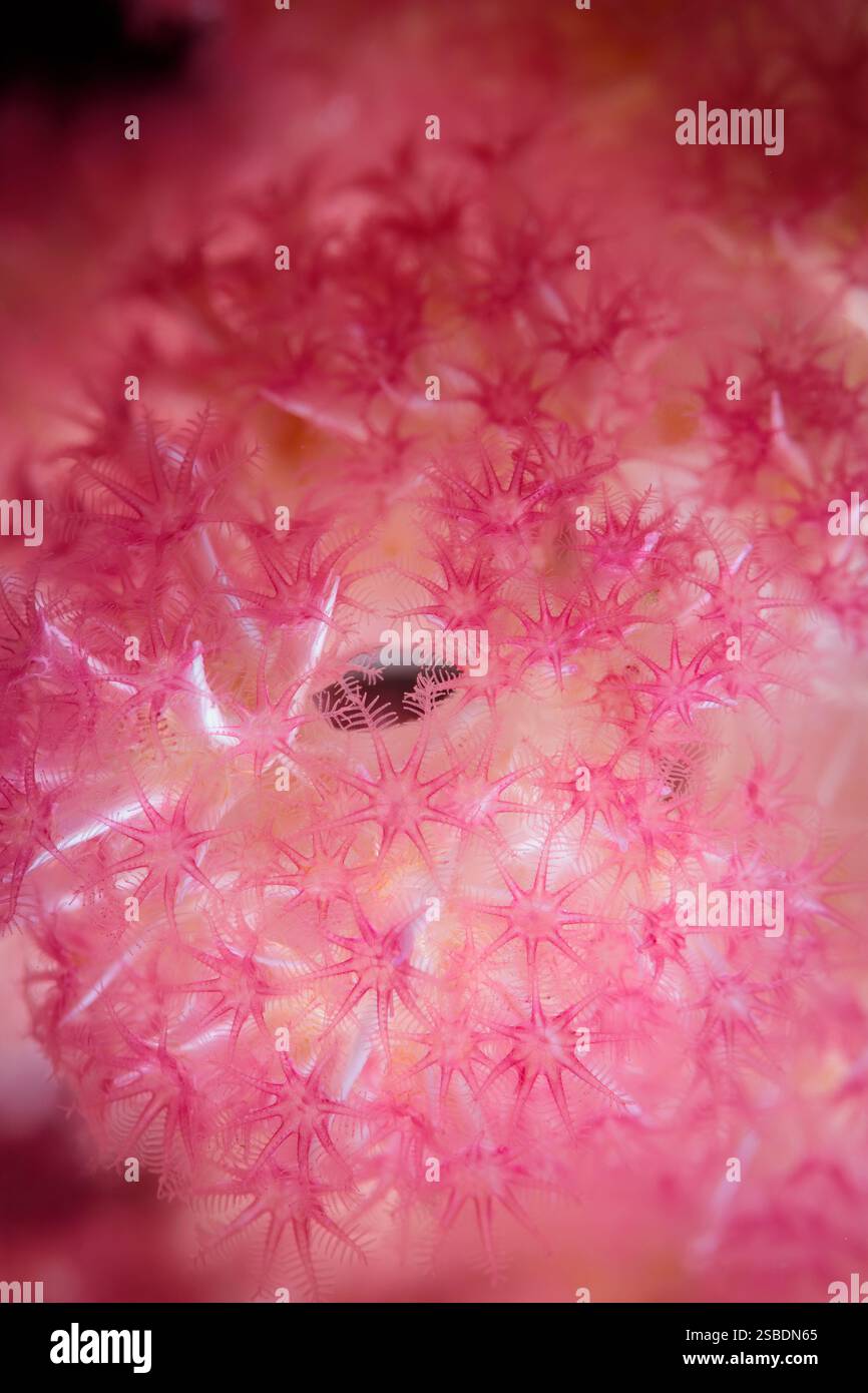 Polipi corallini molli, Dendronephthya sp., stretto di Lembeh, Sulawesi settentrionale, Indonesia Foto Stock