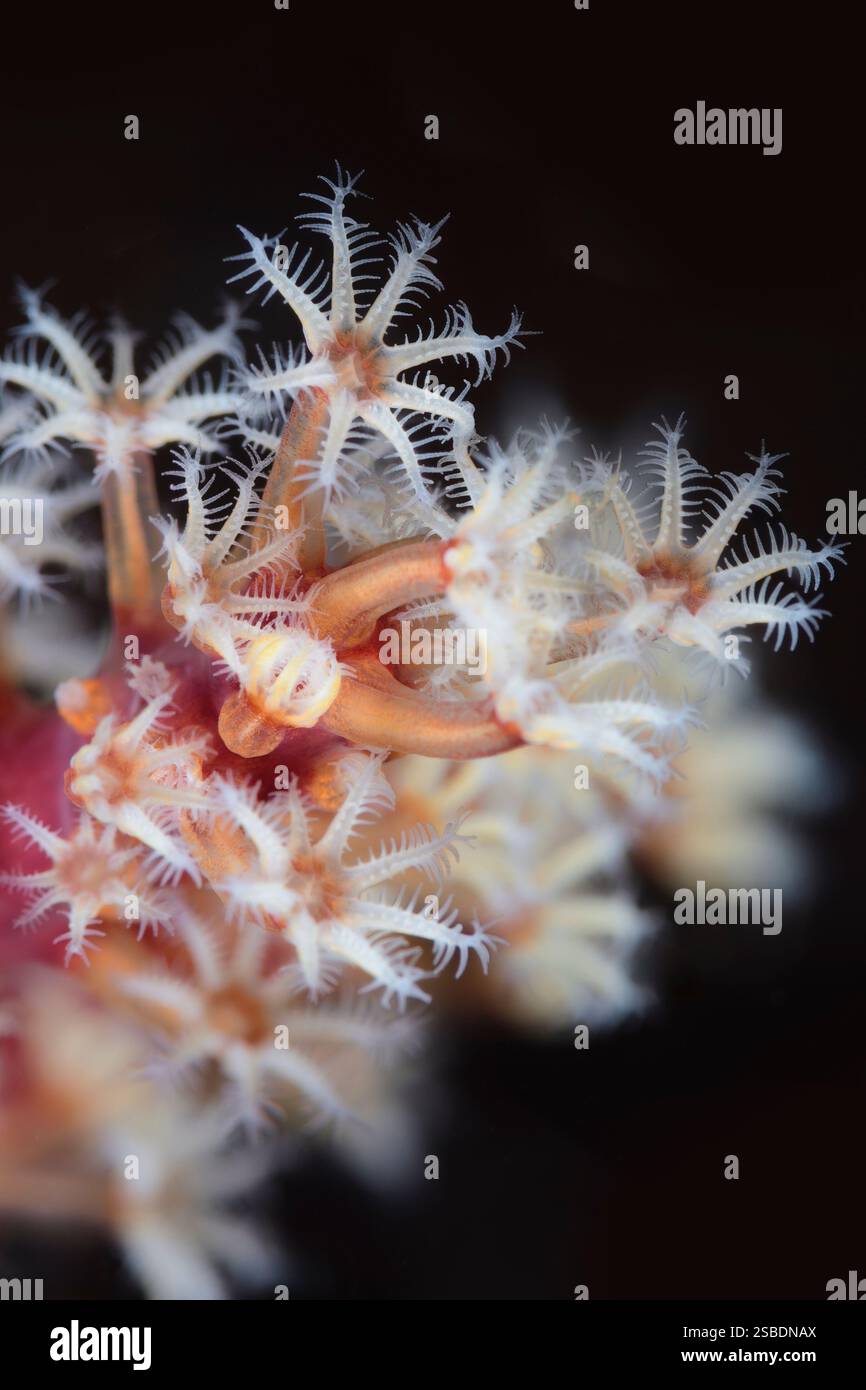 Polipi corallini molli, Scleronephthya sp., stretto di Lembeh, Sulawesi settentrionale, Indonesia Foto Stock