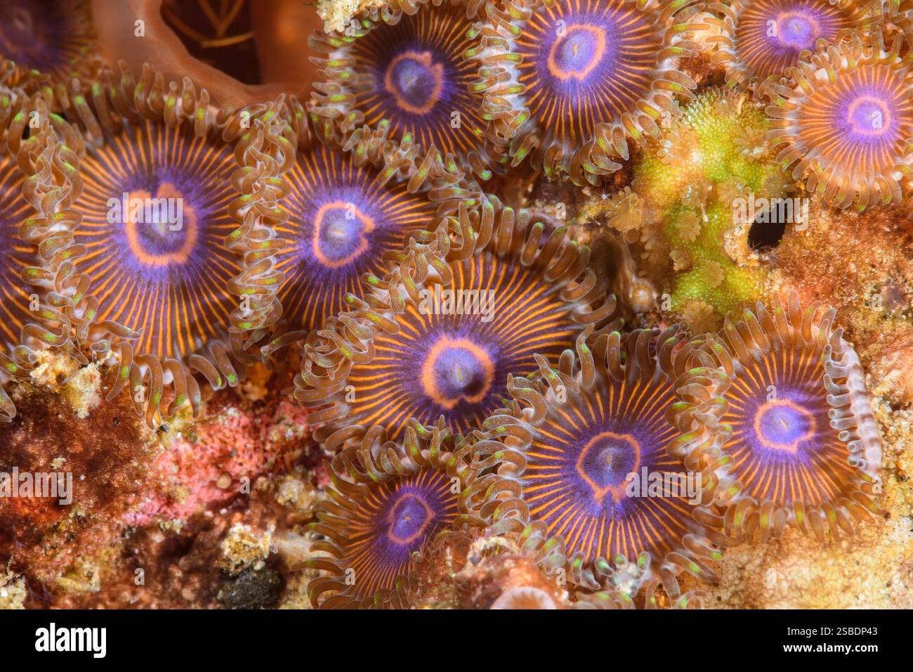 Violet Zoanthid, Zoanthus sansibaricus, stretto di Lembeh, Sulawesi settentrionale, Indonesia Foto Stock