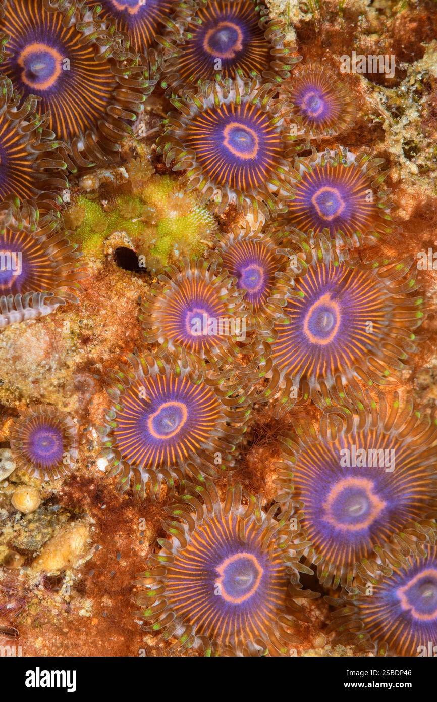 Violet Zoanthid, Zoanthus sansibaricus, stretto di Lembeh, Sulawesi settentrionale, Indonesia Foto Stock