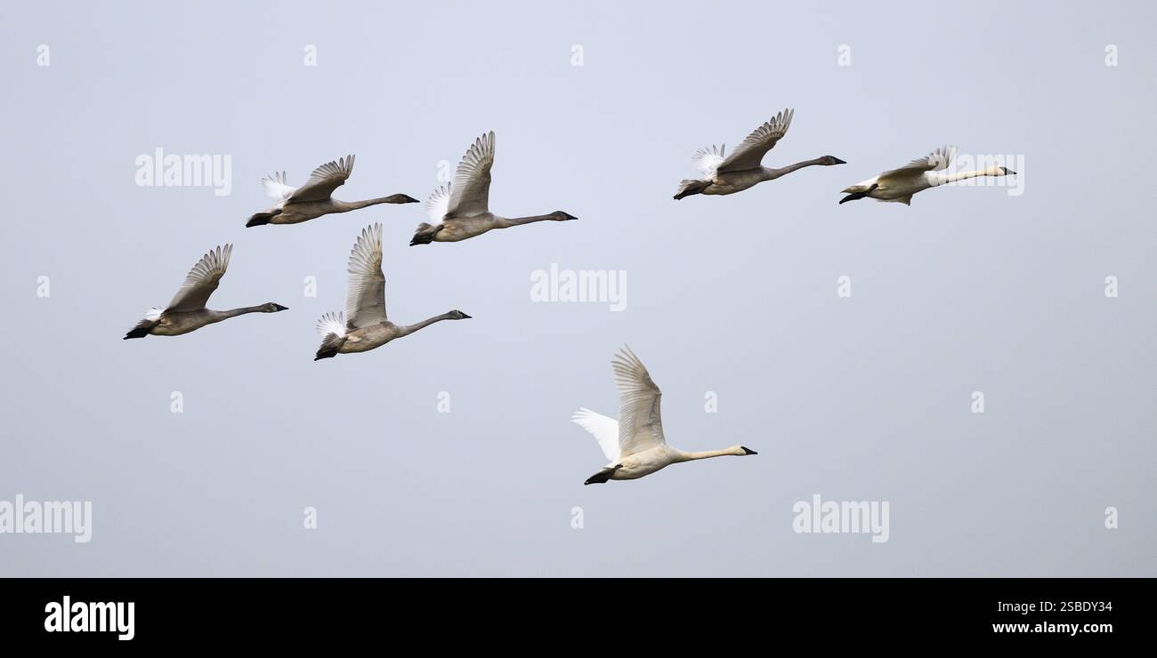 Panorama del gruppo di cigni che vola isolato sul cielo neutro Foto Stock