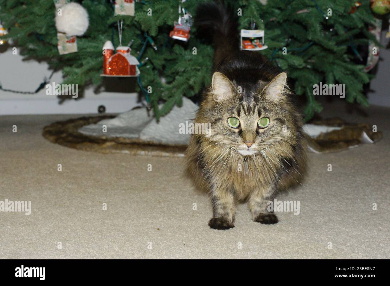 Gatto di zenzero soffice isolato con vista bassa e rivestimento marrone. Posa su un tappeto di fronte a un albero di Natale. Decorazioni appese. Foto Stock