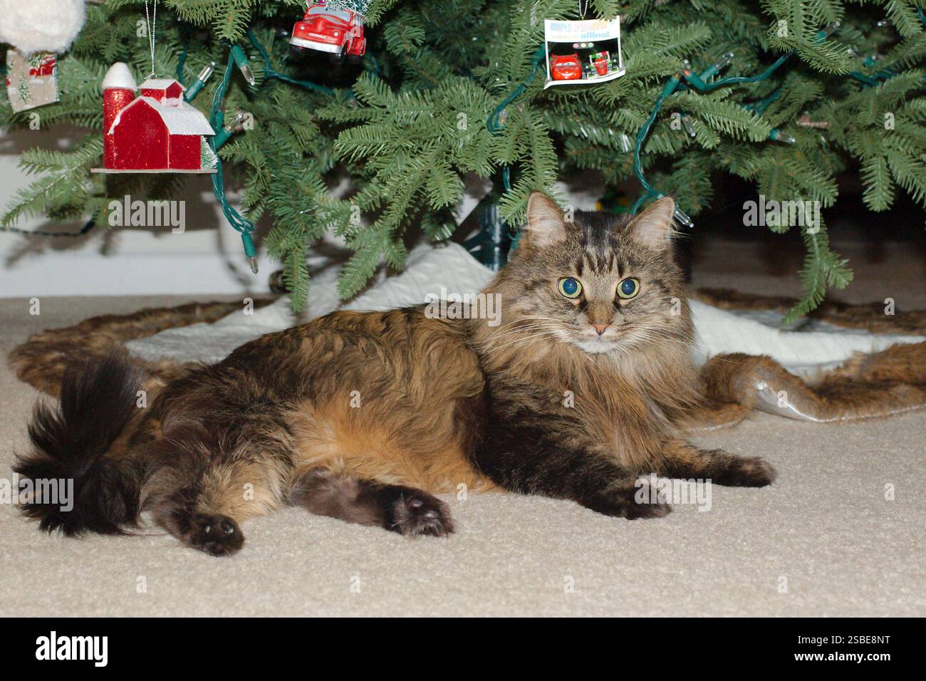 Gatto di zenzero soffice isolato con vista bassa e rivestimento marrone. Posa su un tappeto di fronte a un albero di Natale. Decorazioni appese. Foto Stock