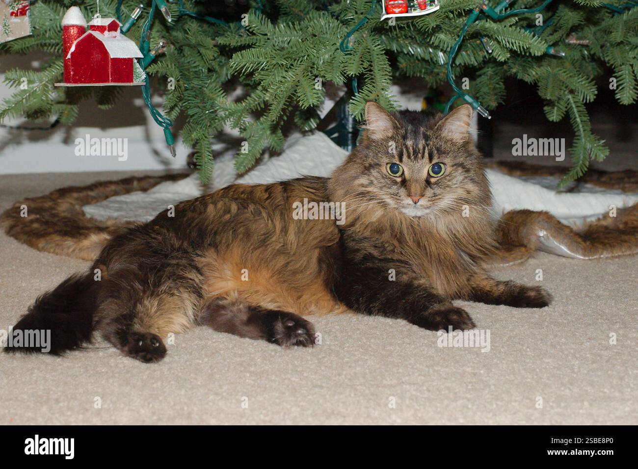 Gatto di zenzero soffice isolato con vista bassa e rivestimento marrone. Posa su un tappeto di fronte a un albero di Natale. Decorazioni appese. Foto Stock