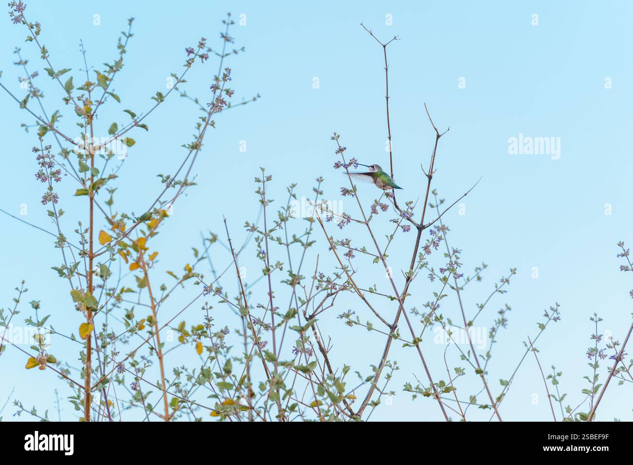Colibrì femmina dalla gola rubina che raccoglie il nettare in un cespuglio di lavanda del deserto con fiori viola Foto Stock