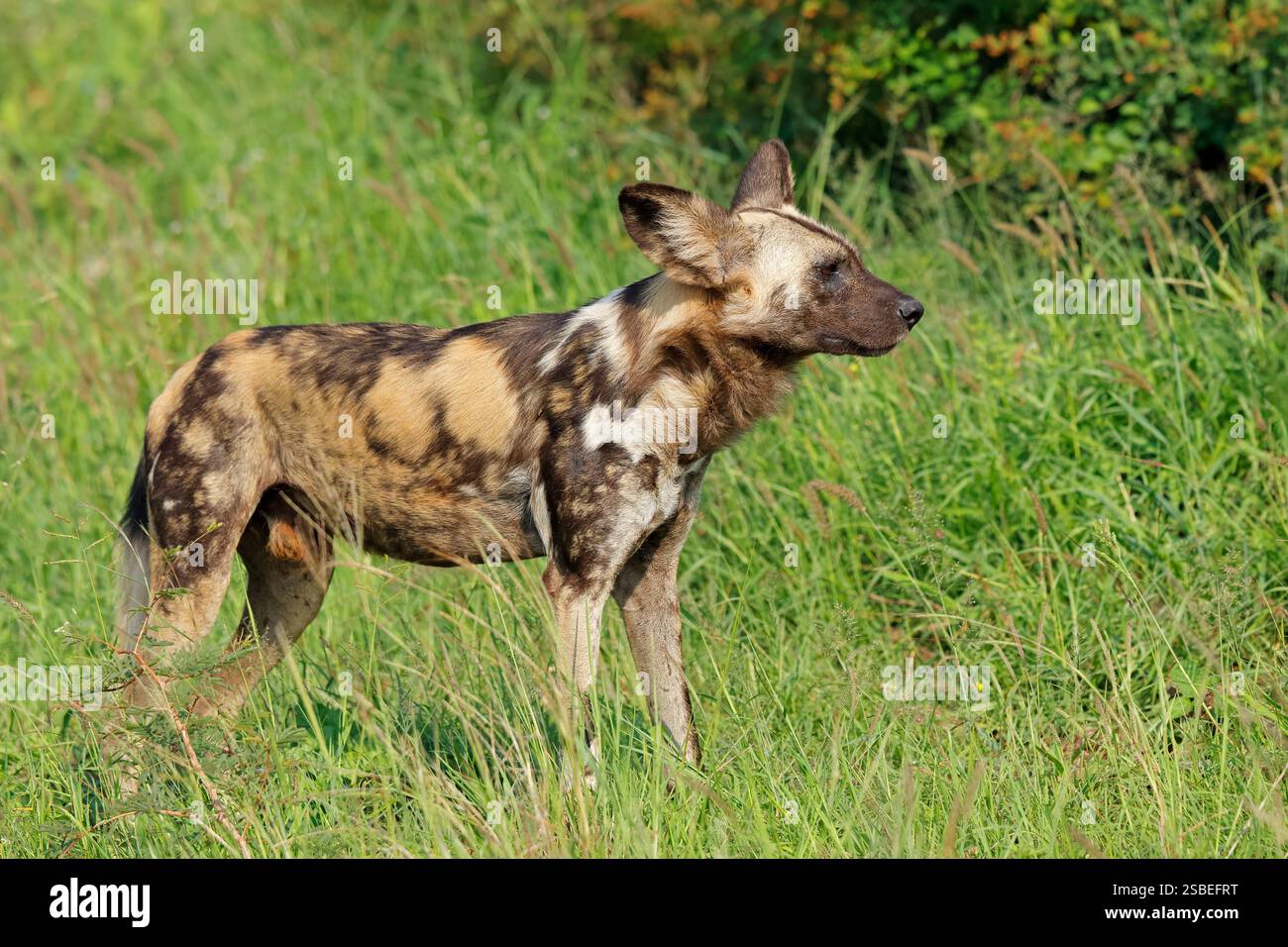 Cane selvatico africano o cane da caccia dipinto (Lycaon pictus) in piedi nell'habitat naturale, riserva di caccia Madikwe, Sudafrica Foto Stock