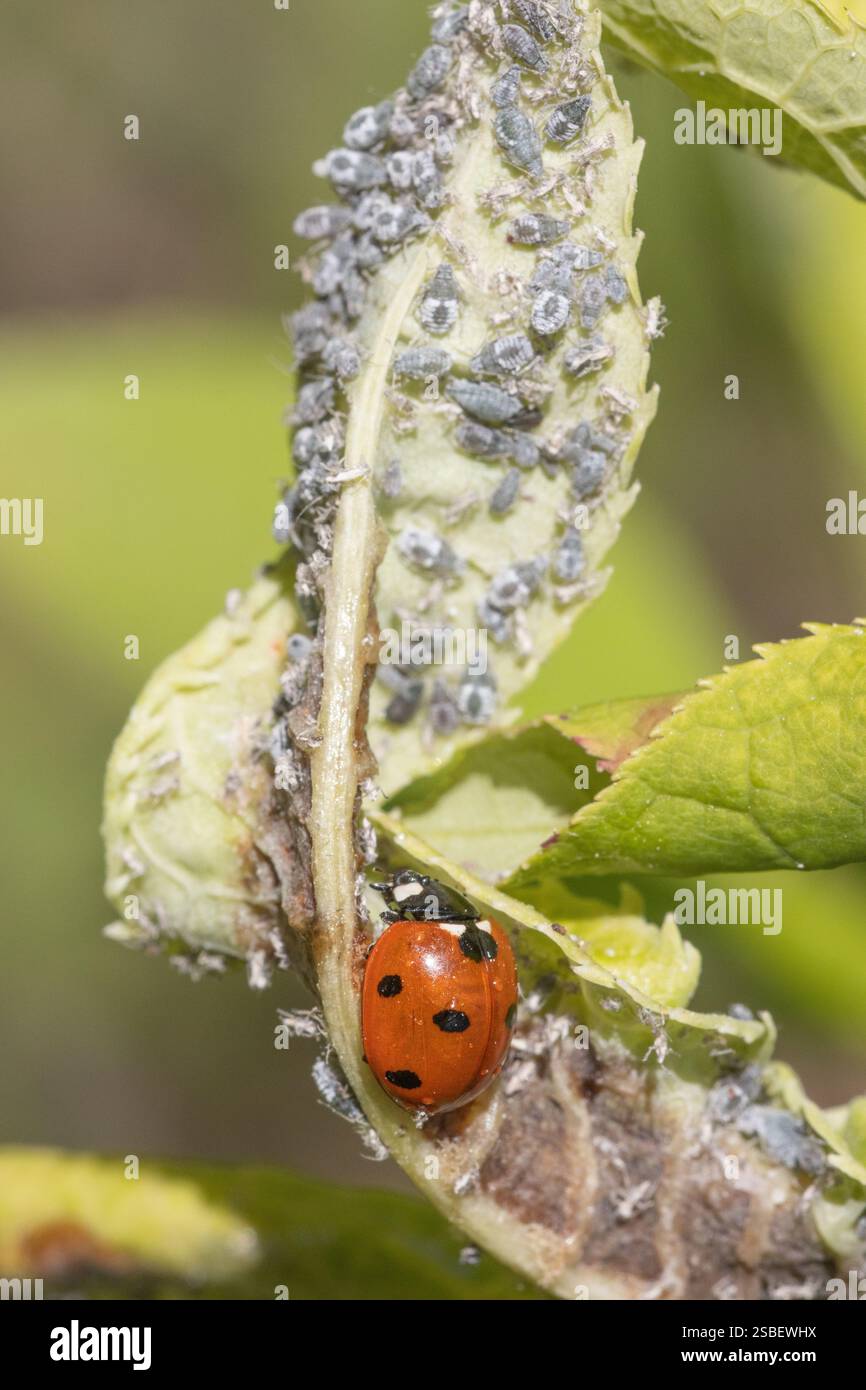 Coccinella a sette punti, nota anche come coccinella comune o coccinella a sette macchie, che mangia afidi sulla foglia di ciliegio (Prunus padus) nel sud-ovest della Finlandia Foto Stock