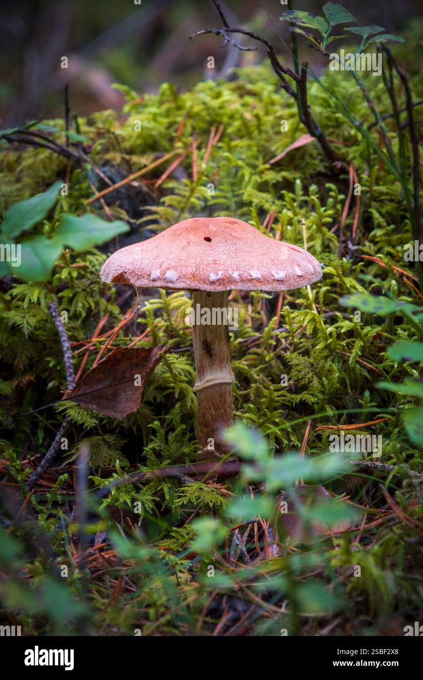 Nascosti tra le foglie autunnali, i funghi emergono nella foresta norvegese: Silenziosi, fugaci e pieni di mistero. Le piccole meraviglie della natura sotto gli alberi. Foto Stock